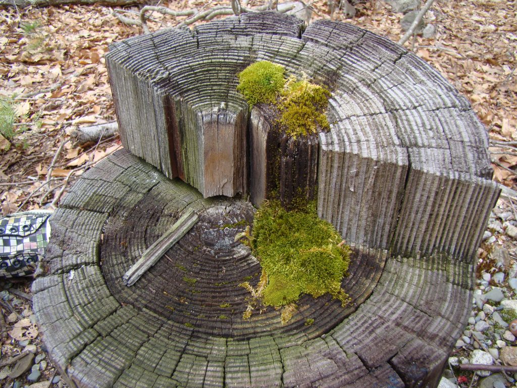 Very old tree stump with moss growing on it that shows the rings to determine how old it is